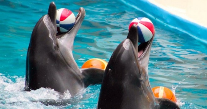 Side-Delfinshow-Tour – Familienfreundliches Meeresabenteuer