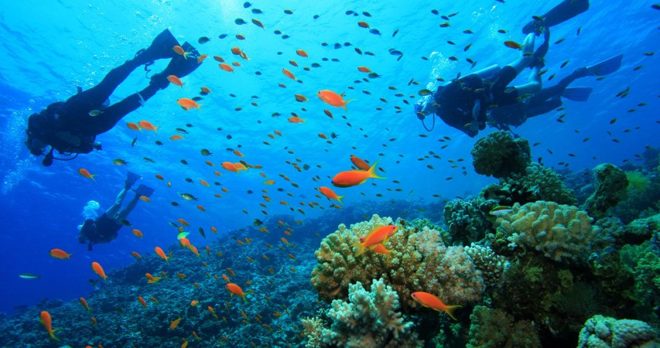 Side Scuba Diving Tour – Underwater Museum & Reefs